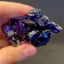 specimen video