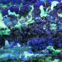 Azurite from Greece, Attica, Christiana Mine - image 4