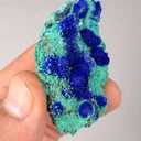 specimen video