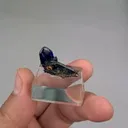 specimen video