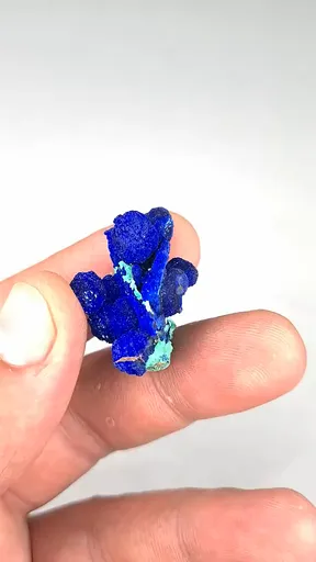 specimen video