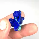 specimen video