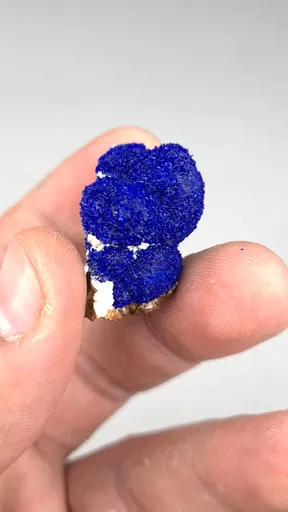 specimen video