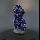 specimen video