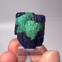 specimen video