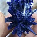 specimen video