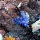 Azurite Hematite Malachite 252 grams - Le Moulinal Mine, Rayssac, Castres, Tarn, Occitanie, France - image 6