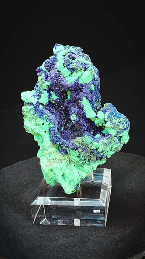 specimen video