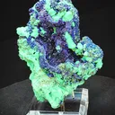 specimen video