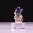 specimen video