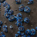 Azurite on Malachite - image 2