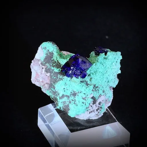 specimen video