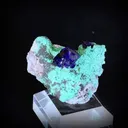 specimen video
