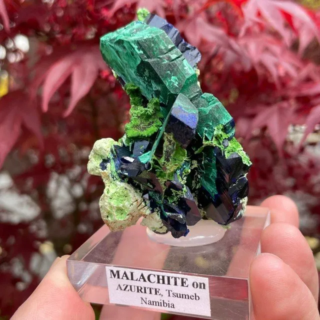 Azurite with Malachite and Arsenotsumebite or Balydonite image