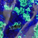 Azurite With Malachite (Polished) - image 4