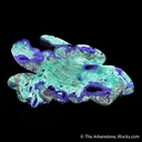 Azurite with Malachite (polished) - image 4