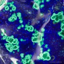 Azurite With Malachite (Polished) - image 7