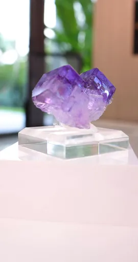 specimen video