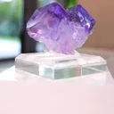 specimen video