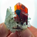 specimen video