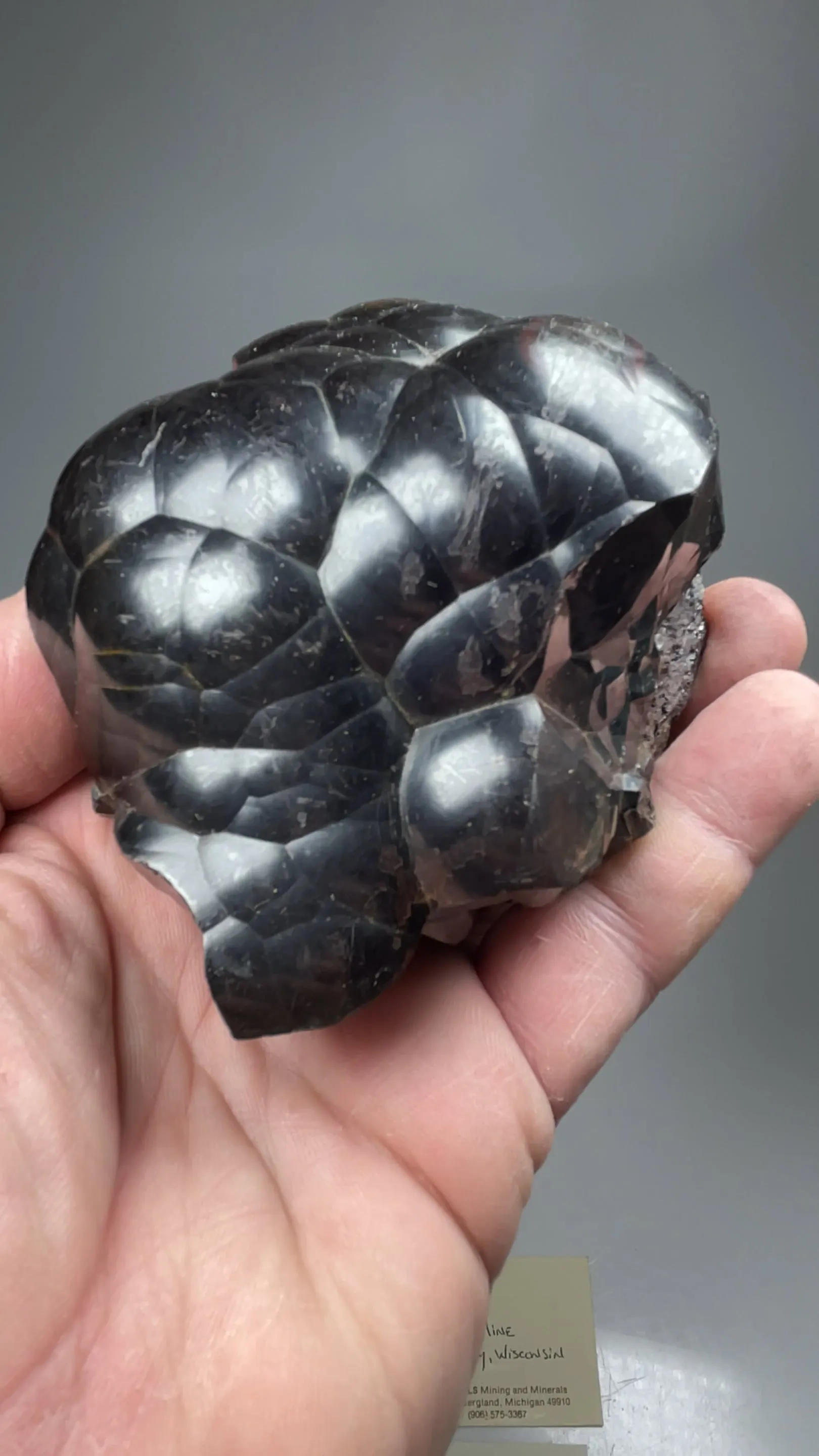 specimen