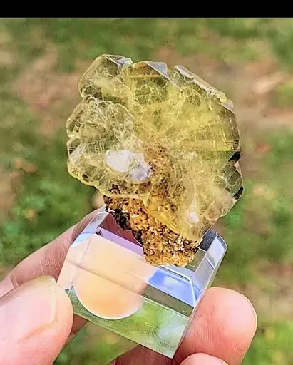 specimen video