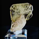 specimen video