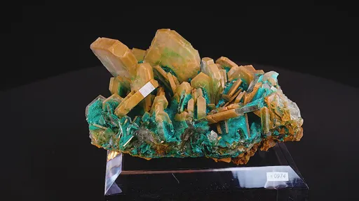 specimen video