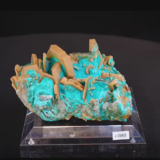 specimen video