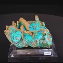 specimen video