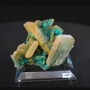 specimen video