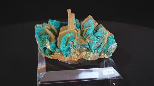 specimen video