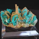 specimen video
