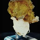 specimen video