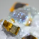 specimen video