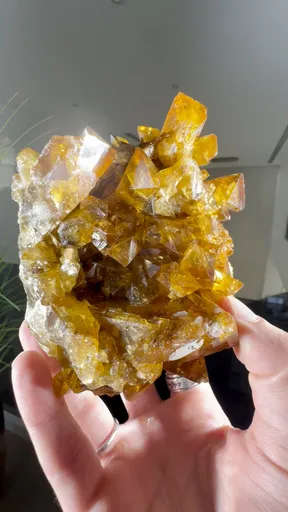 specimen video