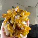specimen video