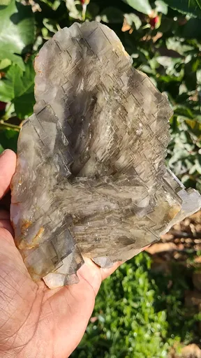 specimen video