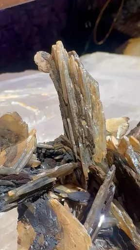 specimen video