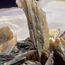 specimen video