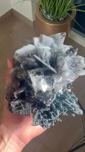 specimen video