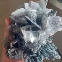 specimen video