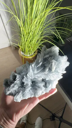 specimen video