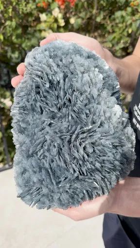 specimen video
