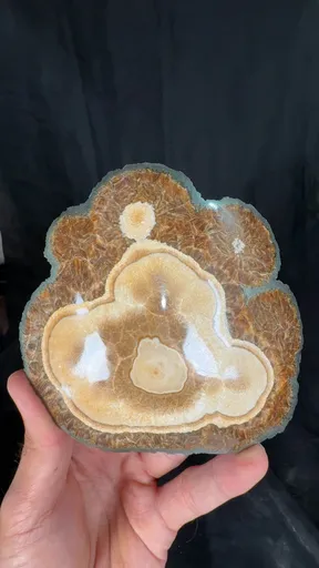 specimen video
