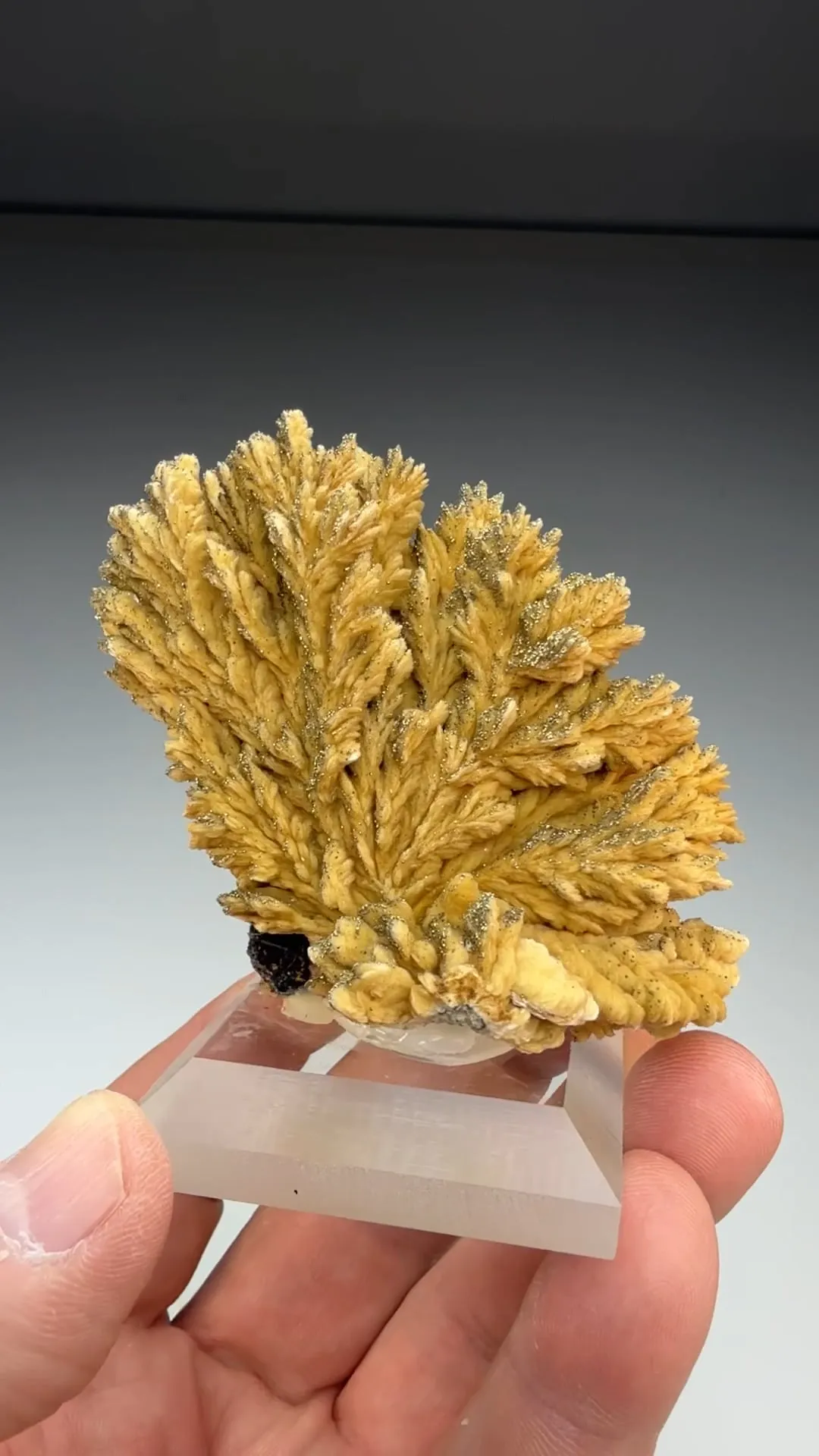 Barite with Pyrite (2201) - image 2