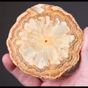 Baryte Sawn Cross-Section - image 2