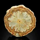 Baryte Sawn Cross-Section - image 1