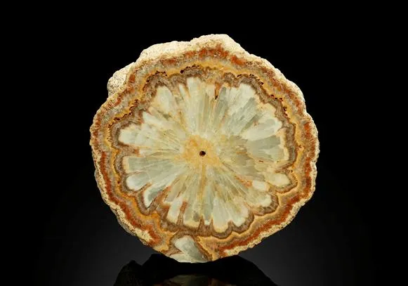 Baryte Sawn Cross-Section - image 1