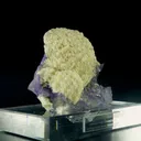 specimen video
